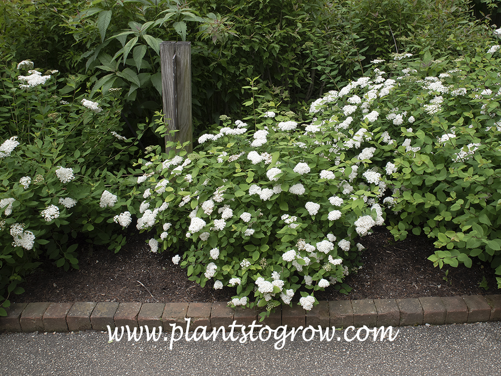 Fritsch Spirea (Spiraea fritschiana var. latifolia)